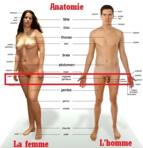 corps_humain-25c3258atre_humain-anatomie_humaine1